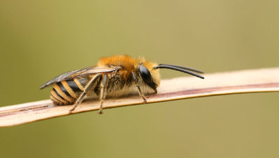 Abeilles sociales et abeilles solitaires