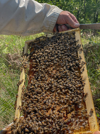 Les conséquences de la pollution lumineuse sur les abeilles
