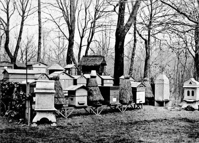 L'apiculture du XIXe siècle à nos jours